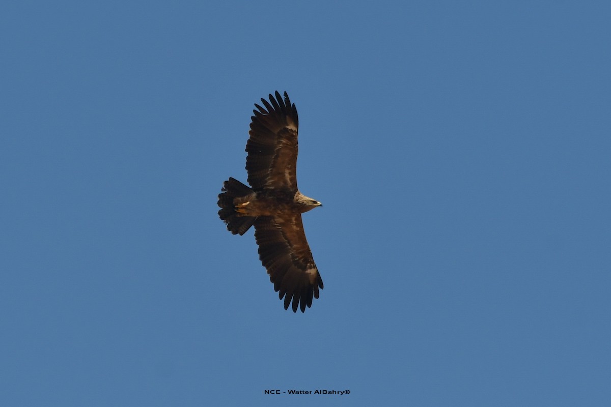 Lesser Spotted Eagle - ML613164650