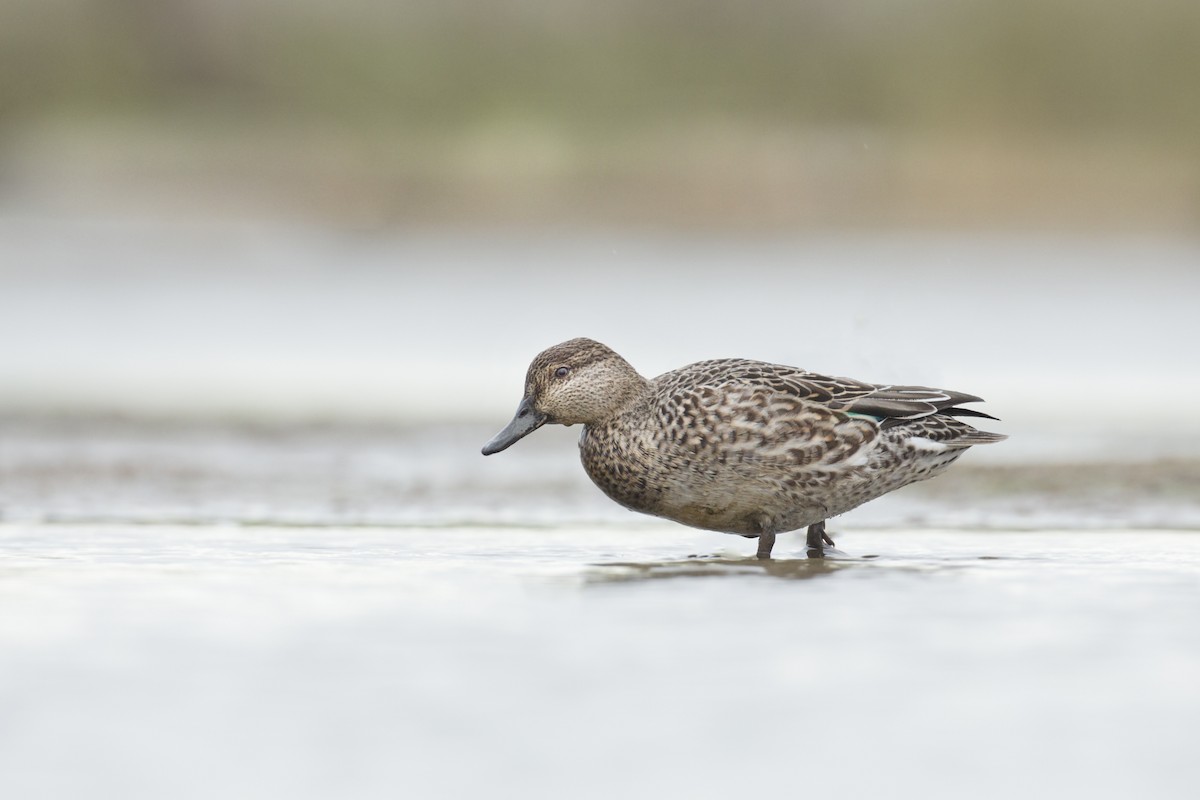 Green-winged Teal - ML613165008