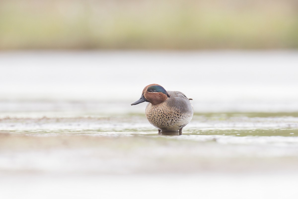 Green-winged Teal - ML613165009