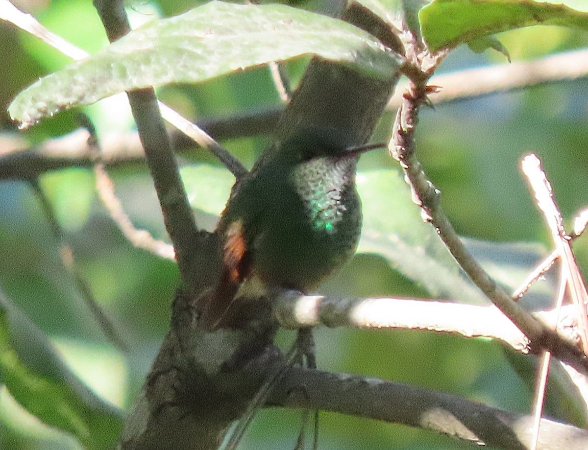 kolibřík mexický - ML613165121