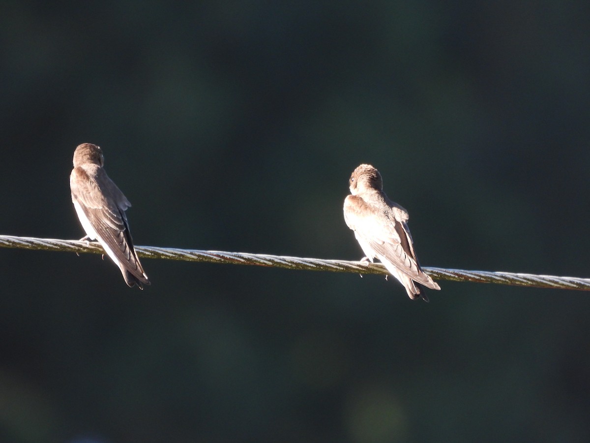 Northern Rough-winged Swallow (Northern) - Miguel Angel Och Hernández