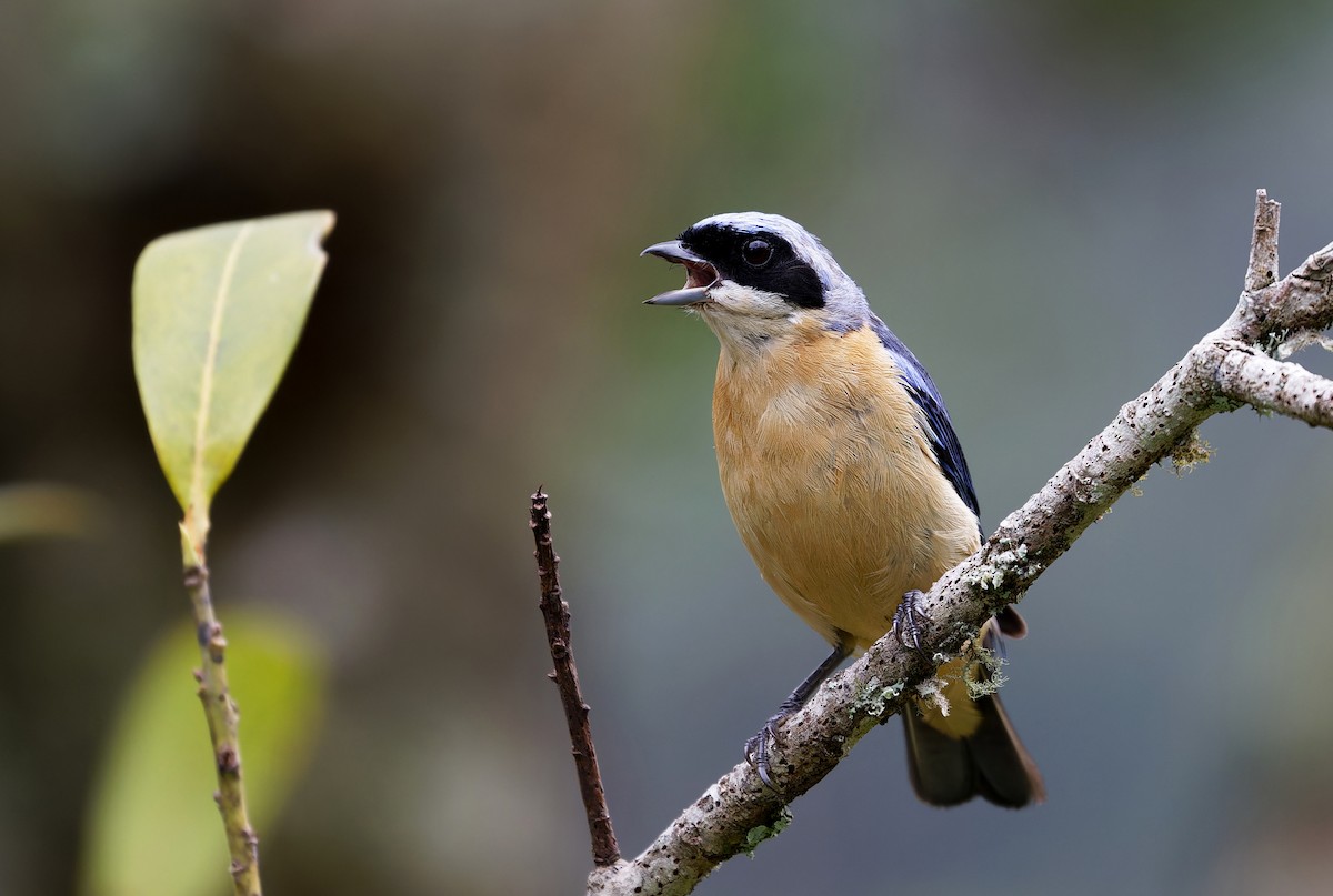 Fawn-breasted Tanager - Alexandre Gualhanone