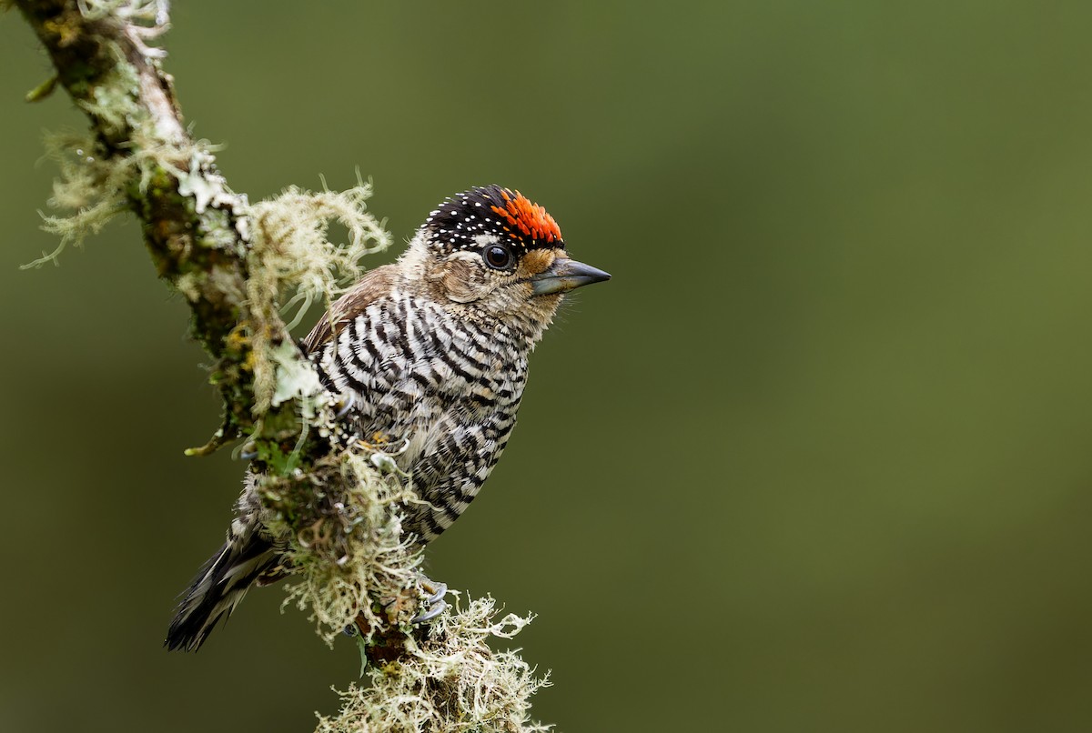 White-barred Piculet - ML613165430