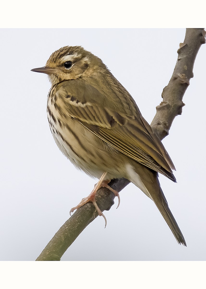 Olive-backed Pipit - ML613165449
