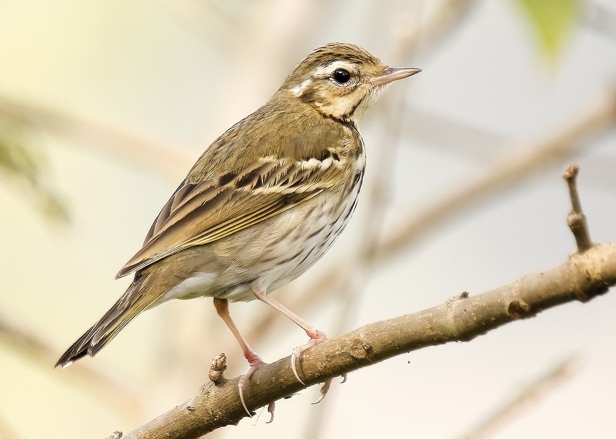 Olive-backed Pipit - ML613165450
