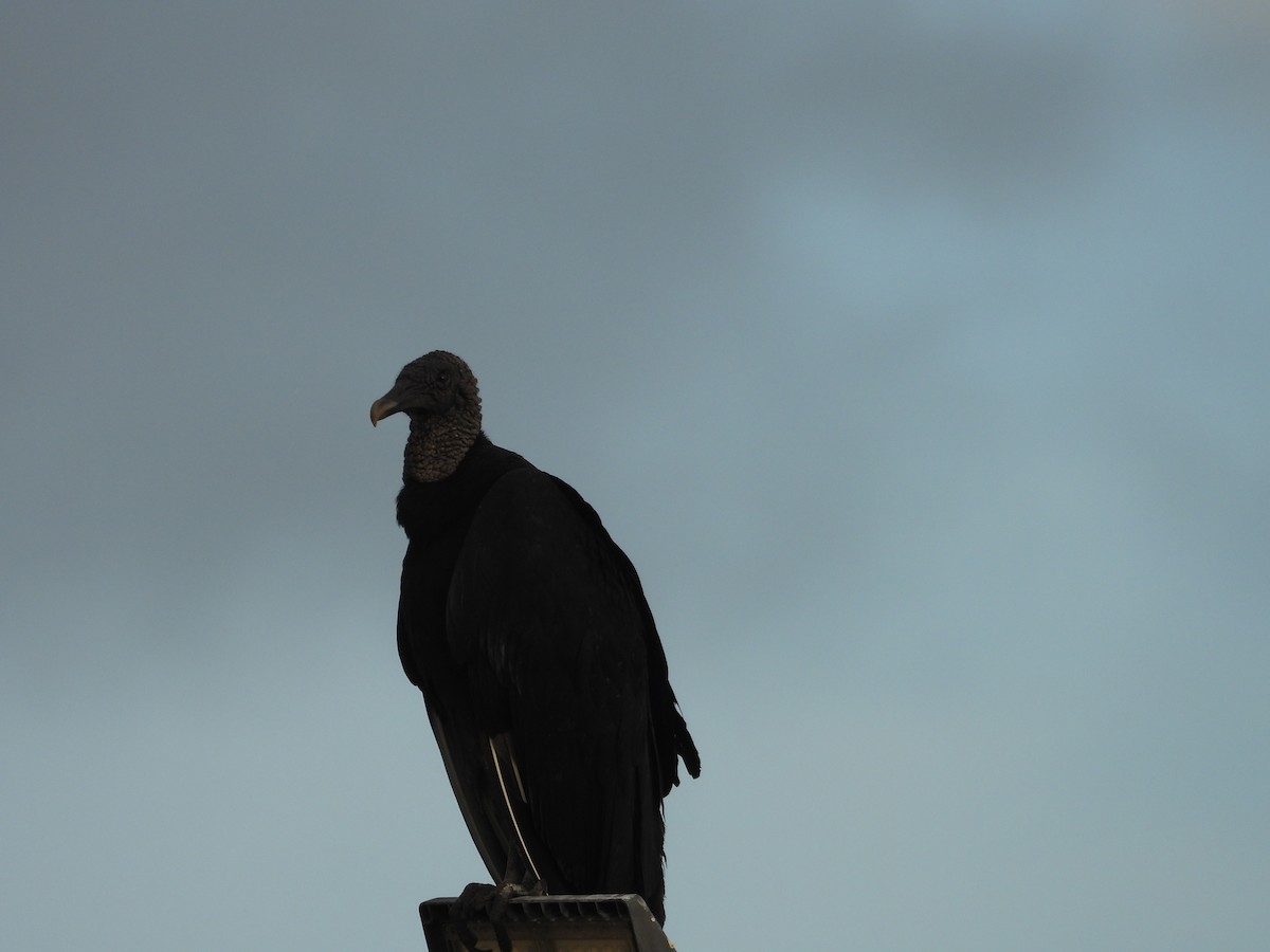 Black Vulture - ML613165803