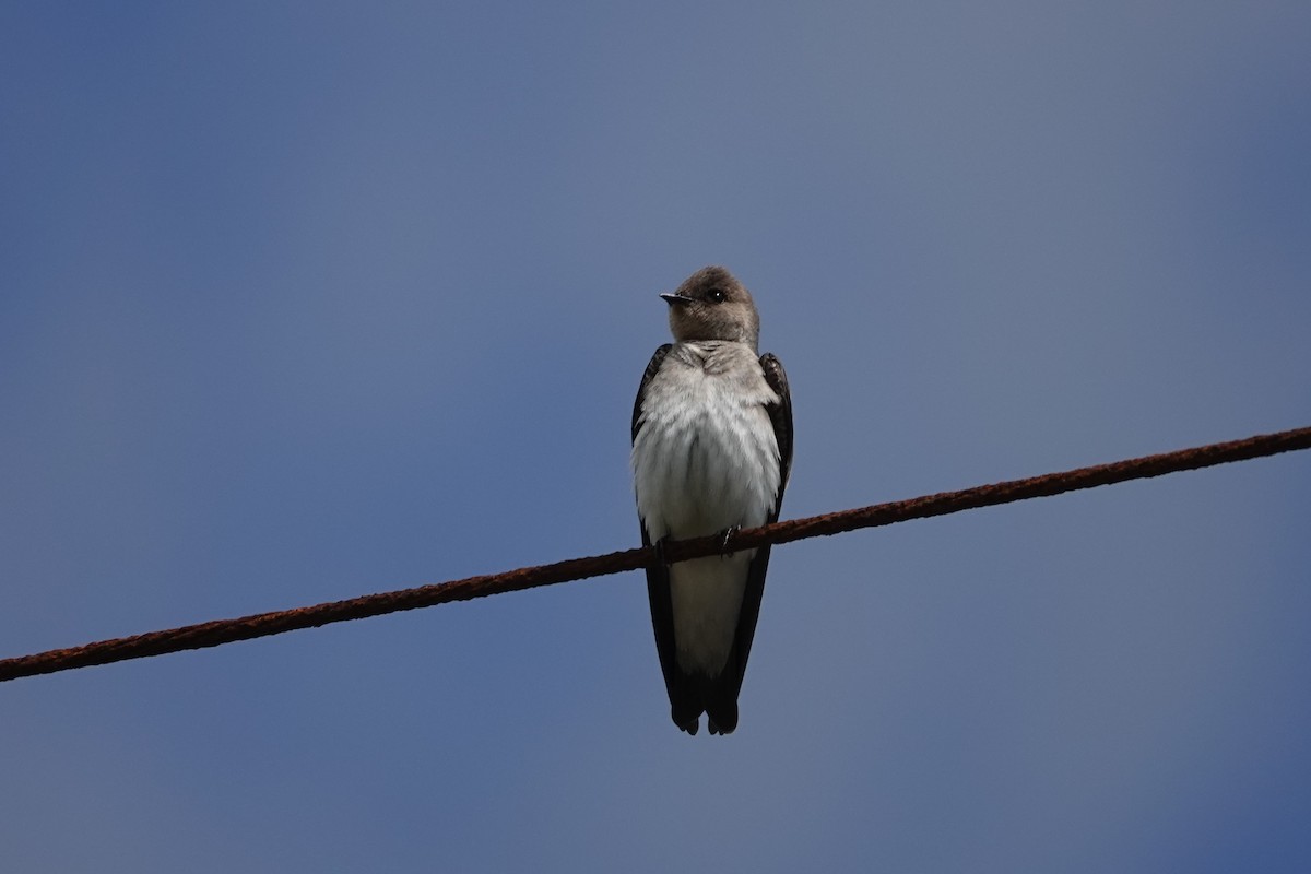 Northern Rough-winged Swallow - ML613166033