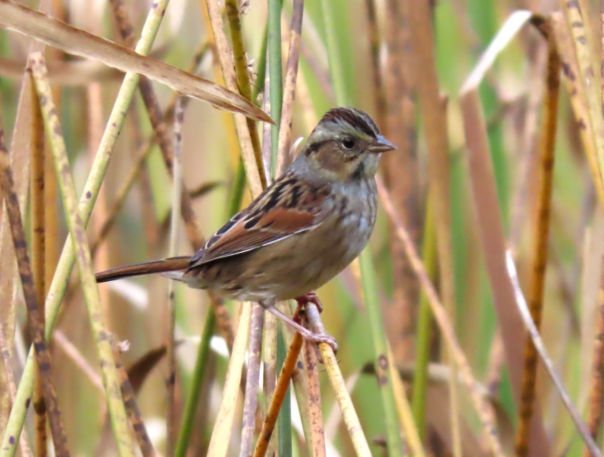Swamp Sparrow - ML613166271