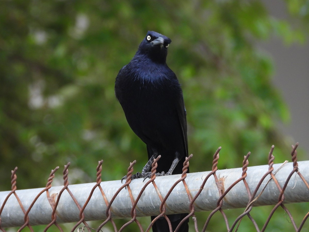 Great-tailed Grackle - ML613166429