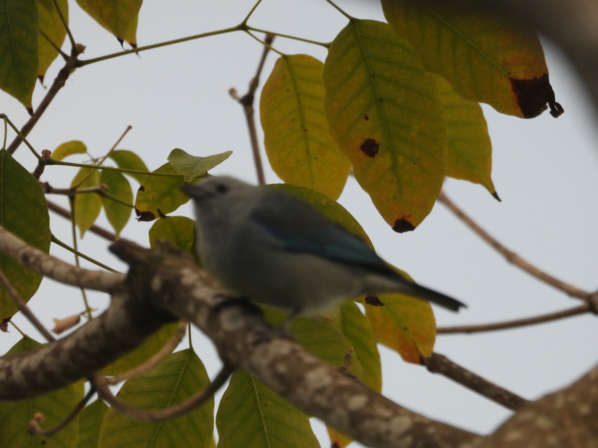 Blue-gray Tanager - ML613166453