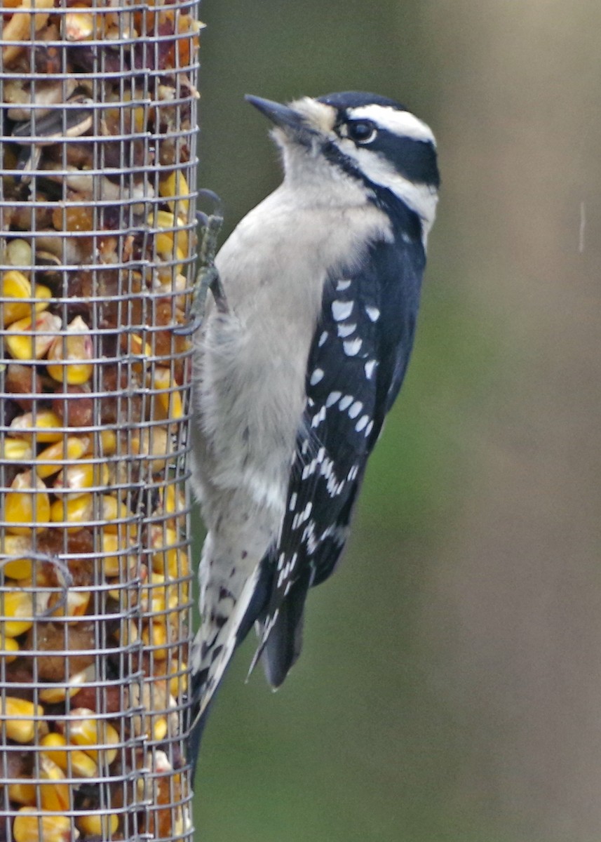 EBird Checklist - 31 Dec 2023 - Bill's Backyard - 8 Species