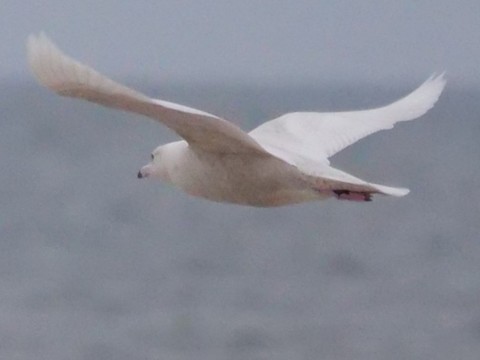 Glaucous Gull - Roger Horn