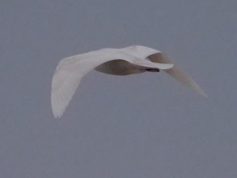 Glaucous Gull - Roger Horn