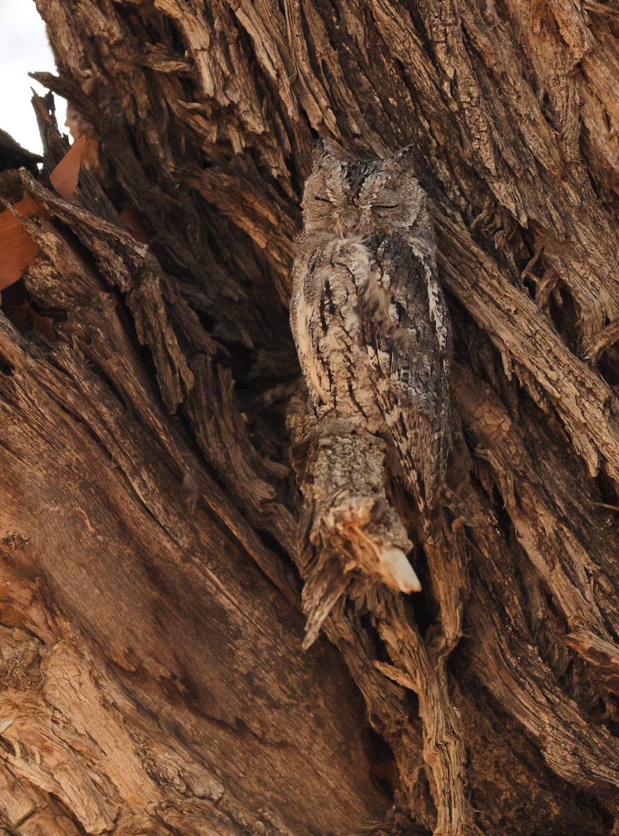 African Scops-Owl - ML613166636