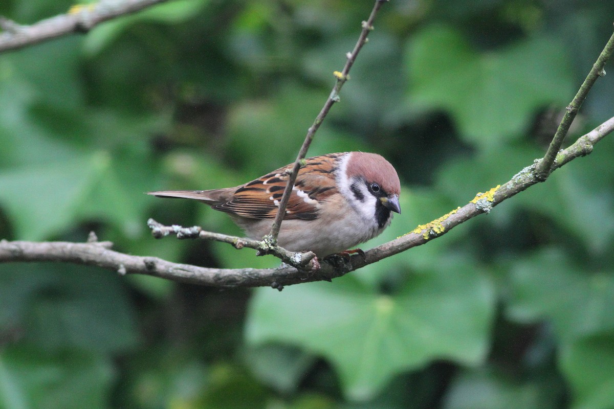 Eurasian Tree Sparrow - ML613166648