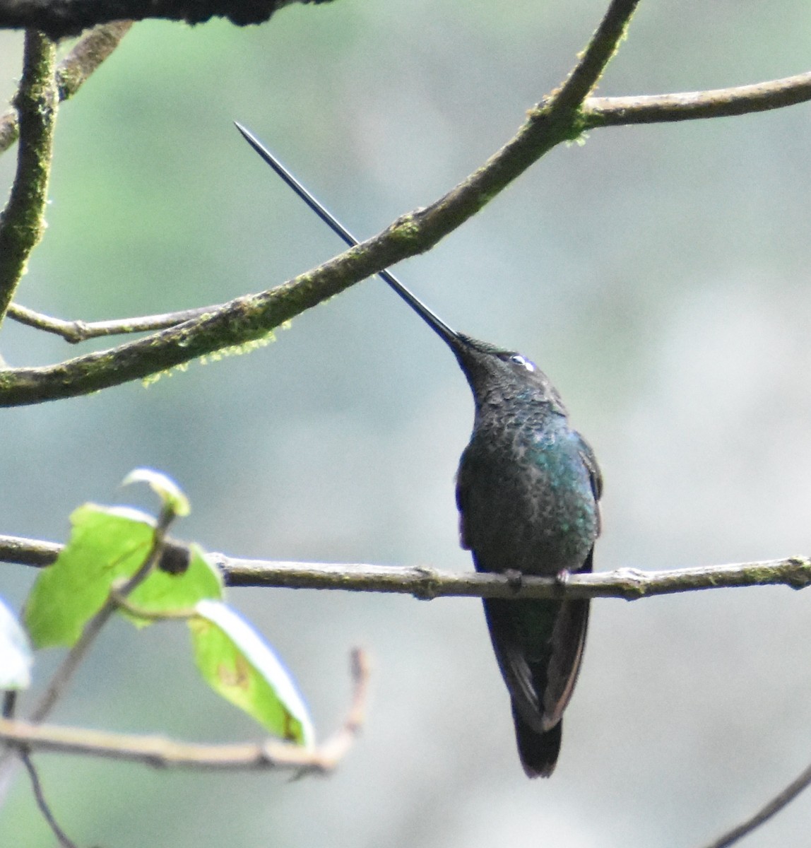 Sword-billed Hummingbird - ML613166700