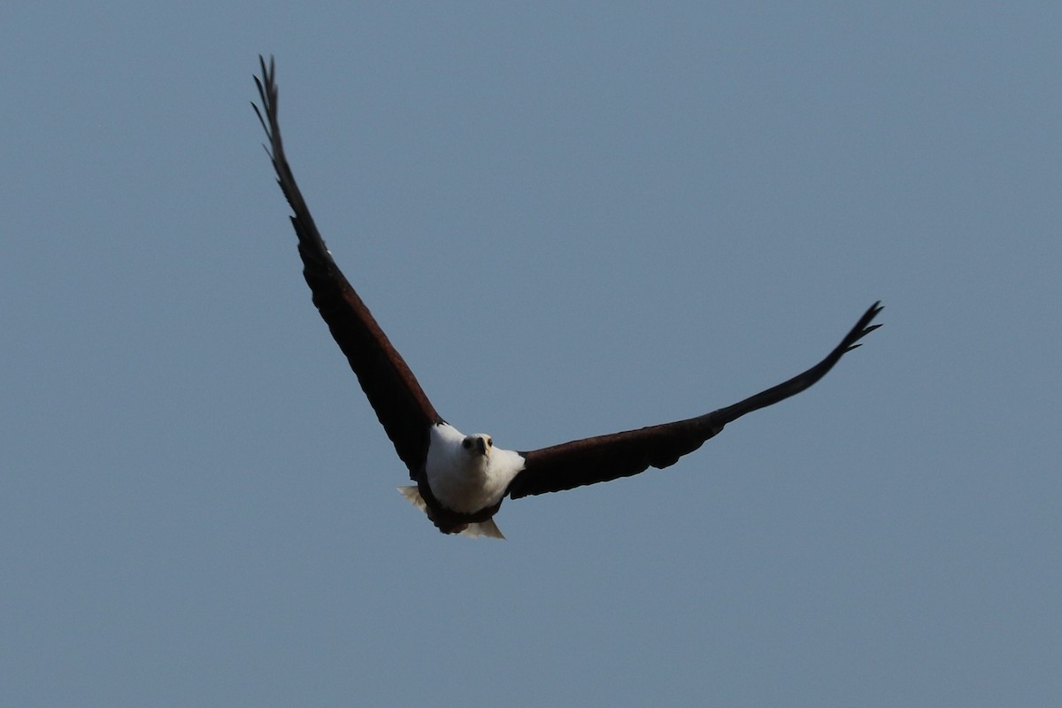 African Fish-Eagle - ML613166767