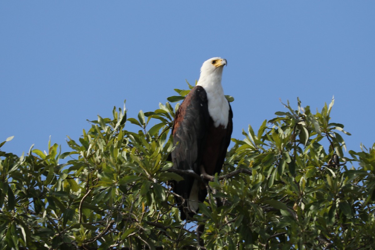 African Fish-Eagle - ML613166768
