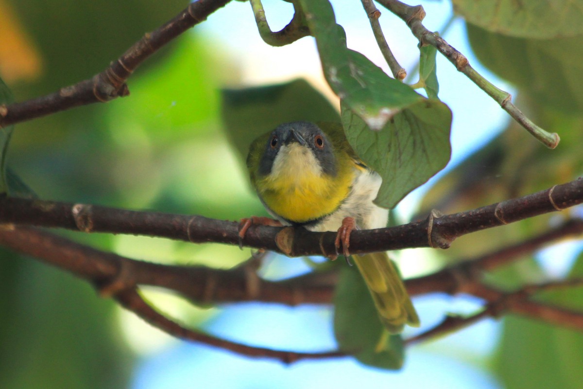 Yellow-breasted Apalis - ML613166873