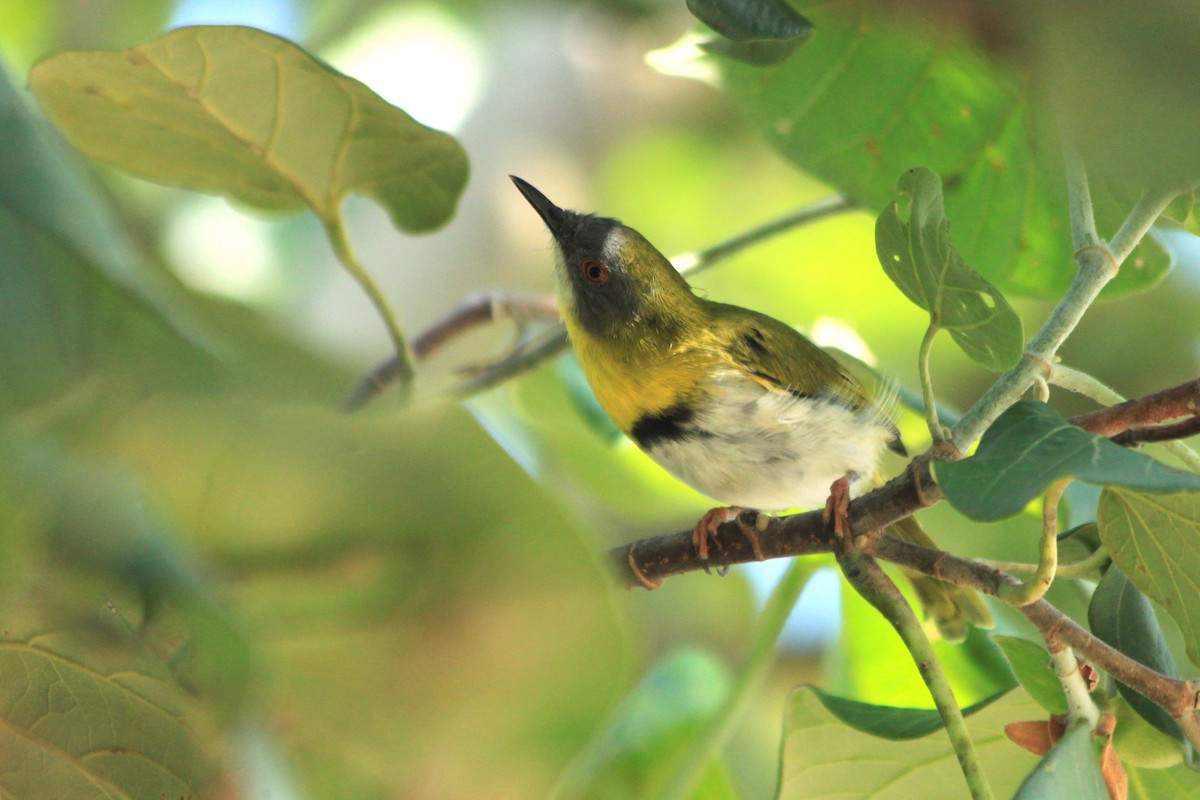 Yellow-breasted Apalis - ML613166874