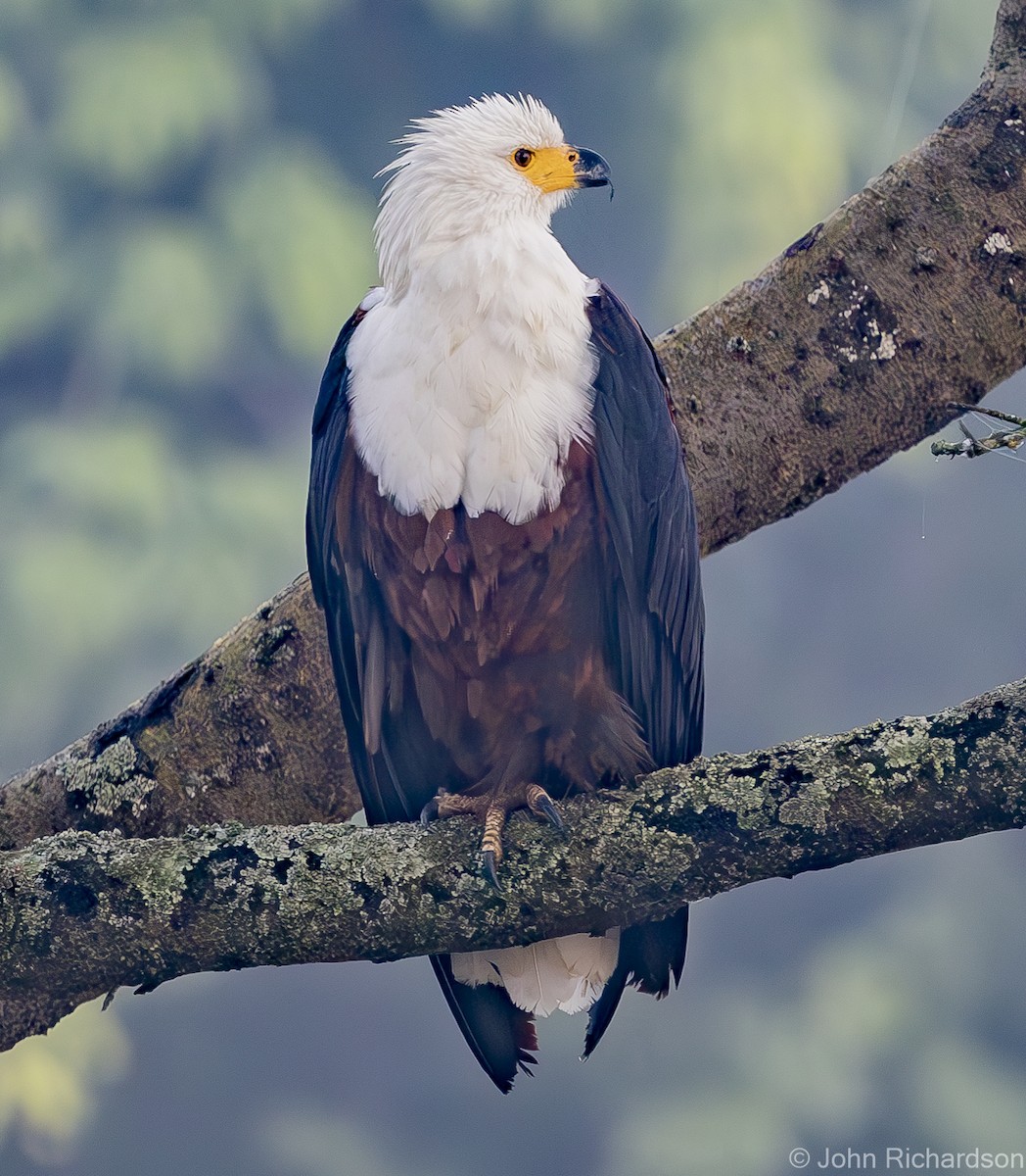 African Fish-Eagle - ML613167153