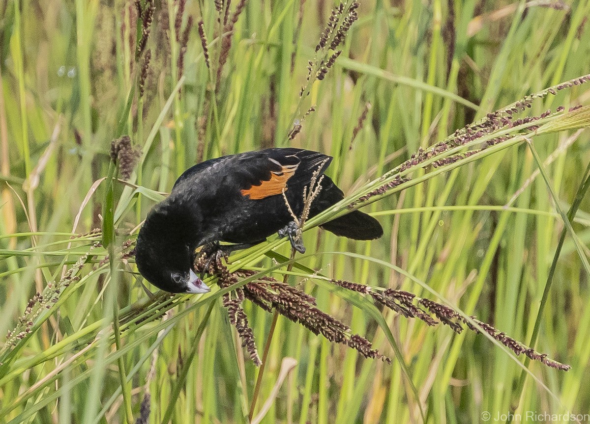 Fan-tailed Widowbird - John Richardson