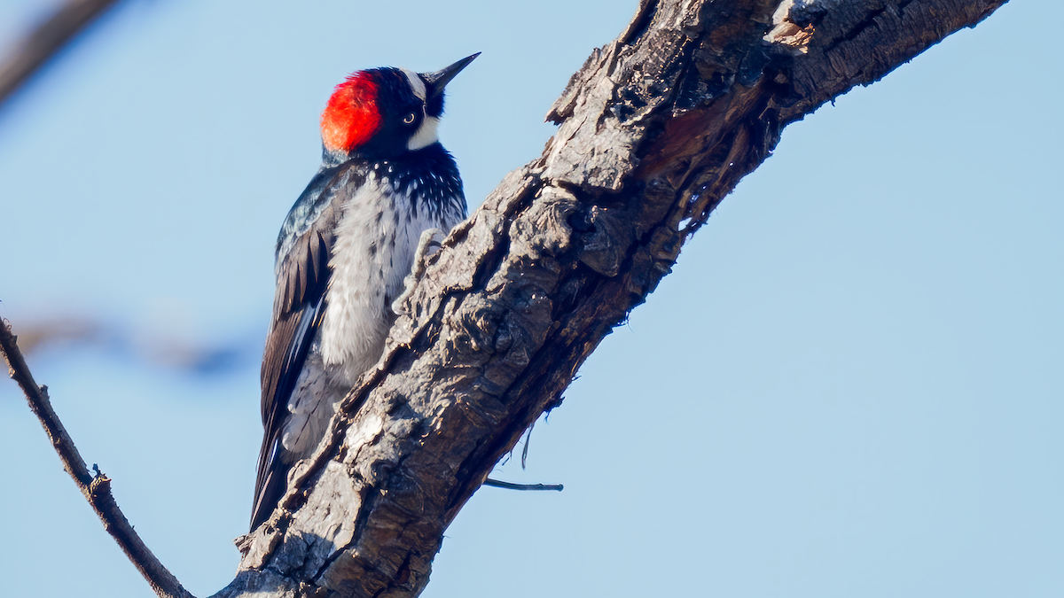 Acorn Woodpecker - ML613167594