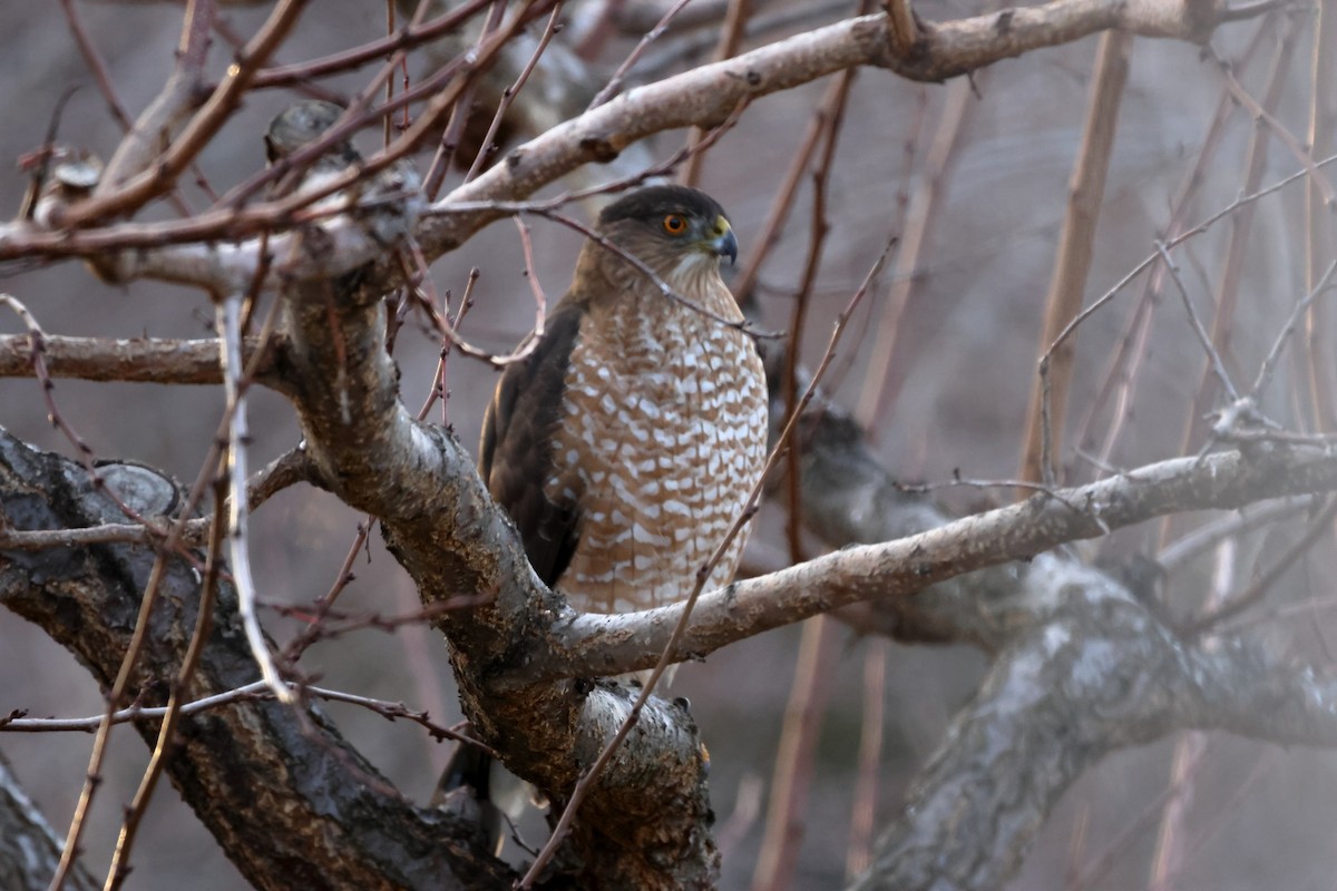 EBird Checklist 6 Jan 2024 Home Wide Hollow Rd 7 Species   1200