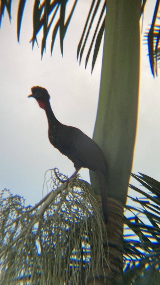 Crested Guan - Freddy Parrales