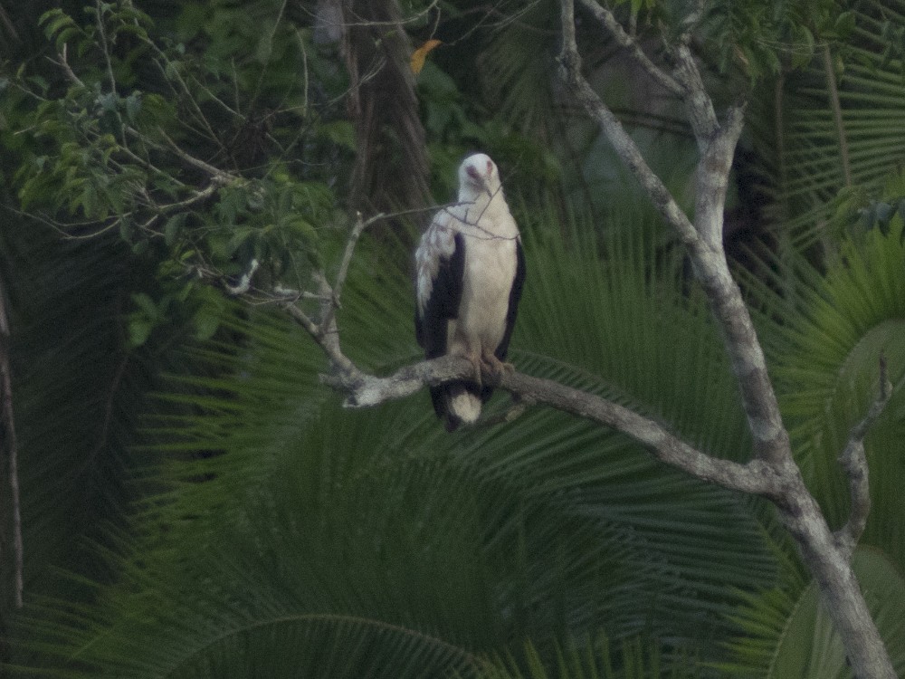 Palm-nut Vulture - ML613167815