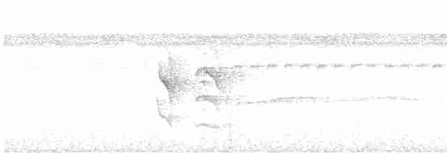 White-flanked Antwren - ML613167866