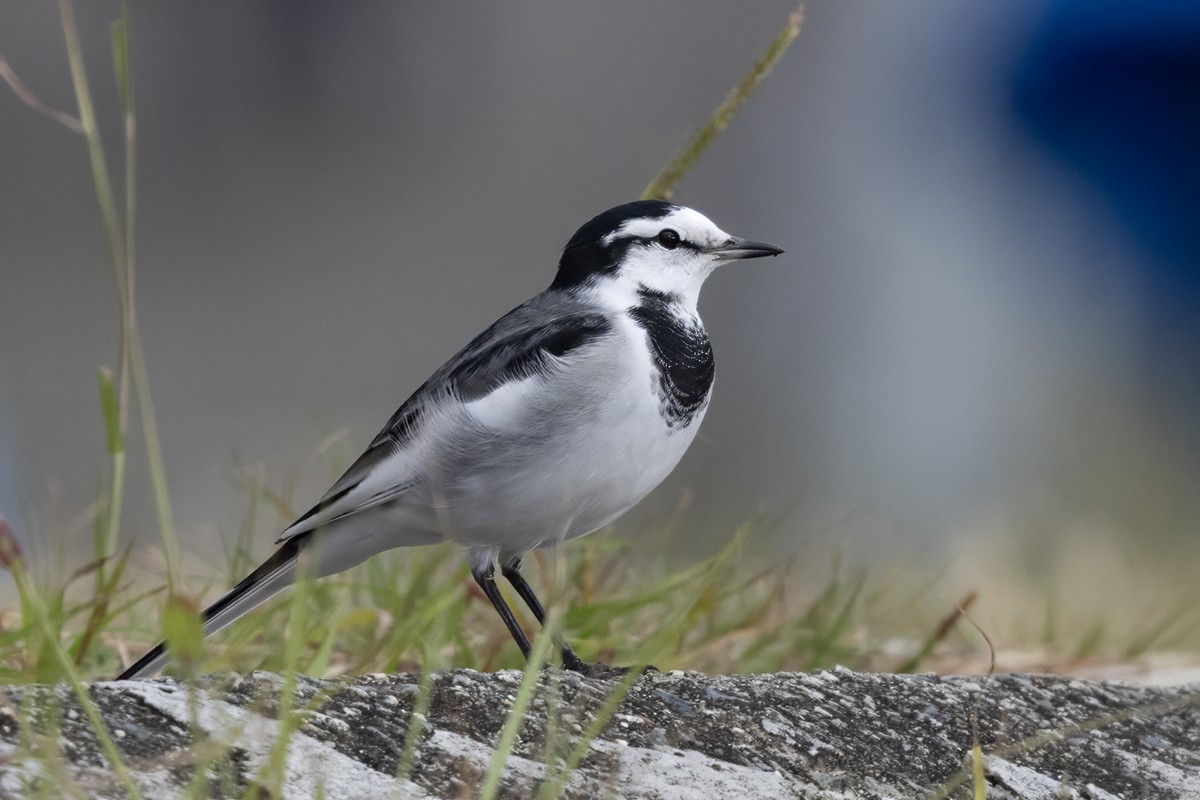 White Wagtail (Black-backed) - ML613167884
