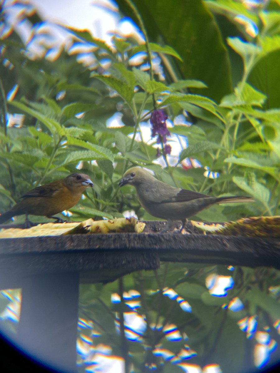 Palm Tanager - ML613167917