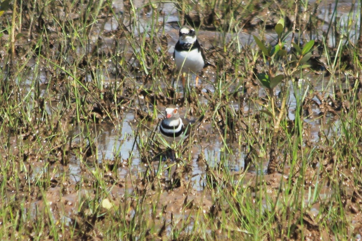 Three-banded Plover (African) - ML613167943