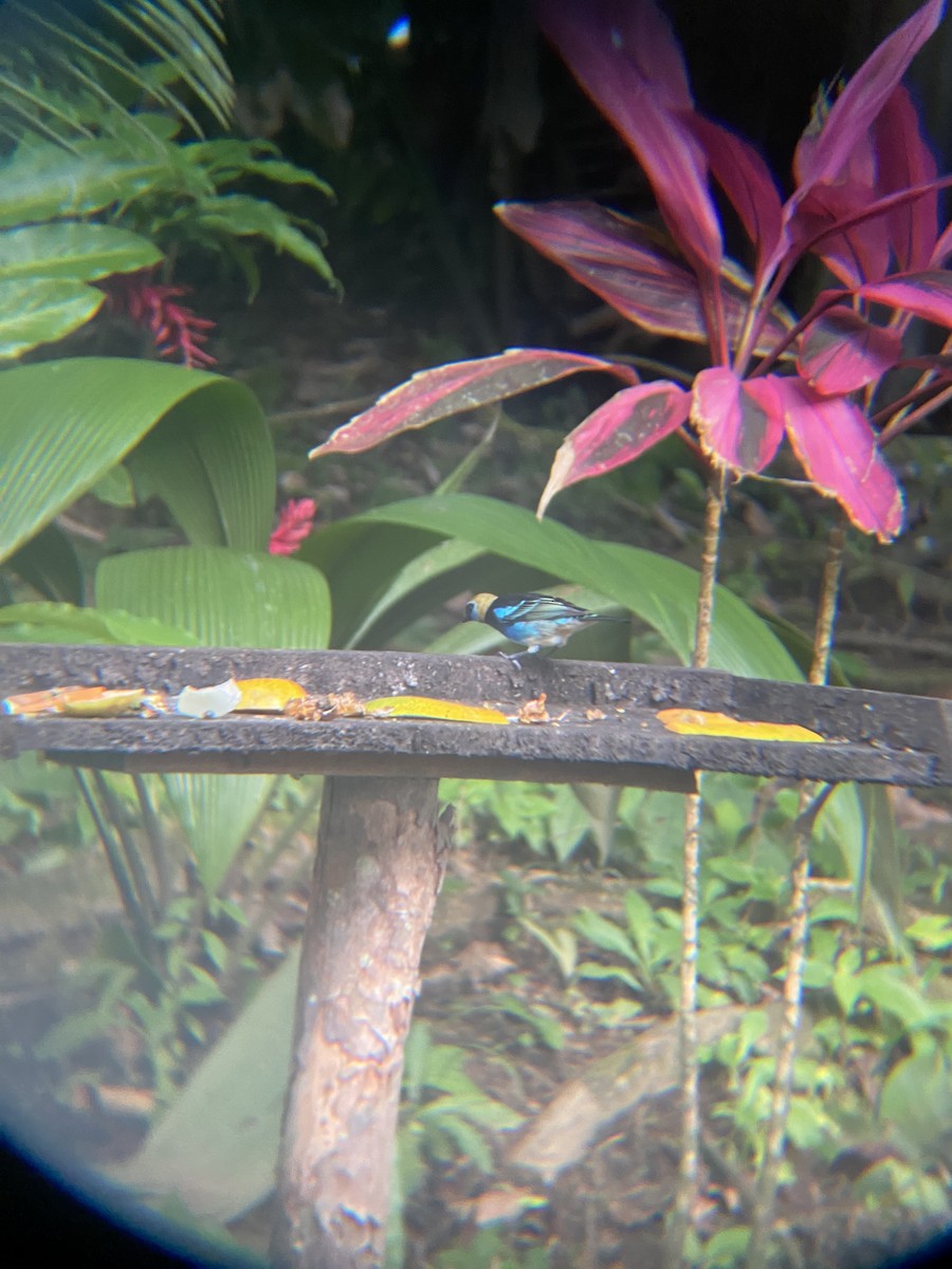 Golden-hooded Tanager - Freddy Parrales