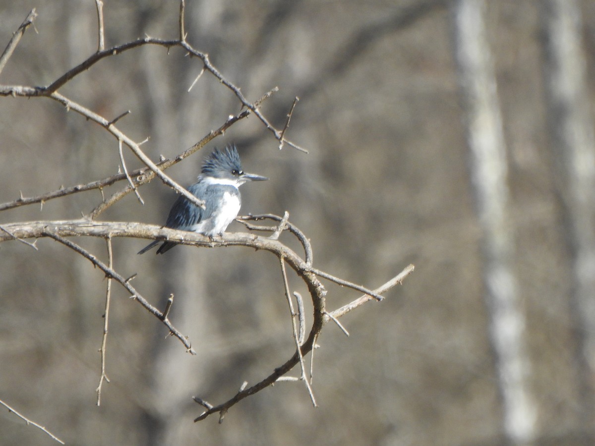 Belted Kingfisher - ML613168066