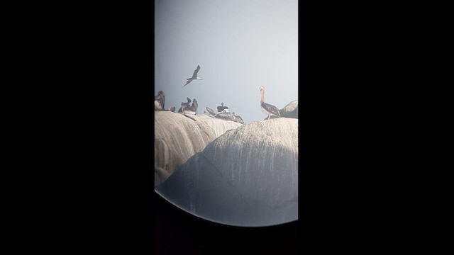 pelikán chilský - ML613168069