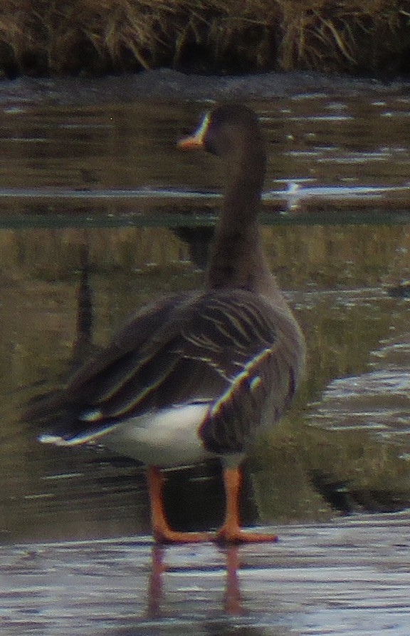 Greater White-fronted Goose - ML613168207