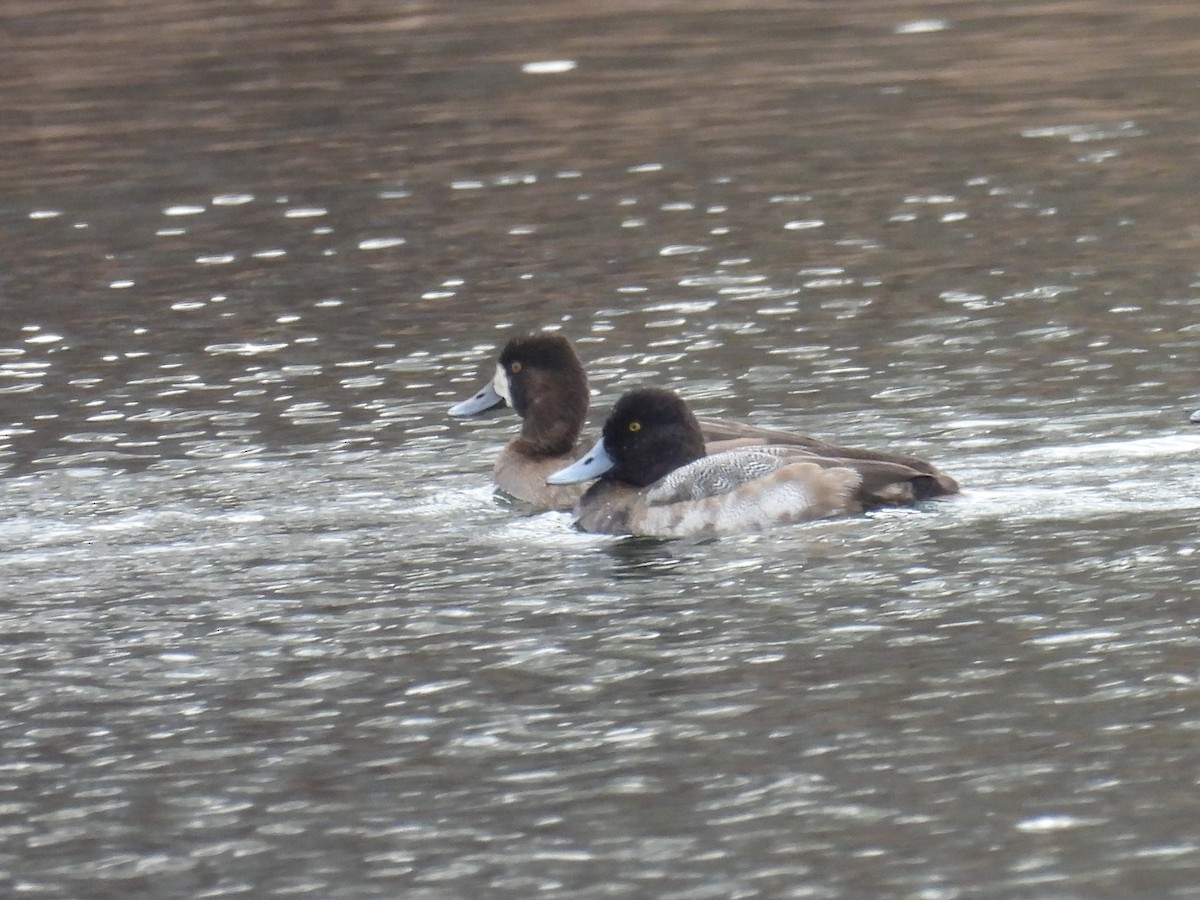 Greater Scaup - ML613168257