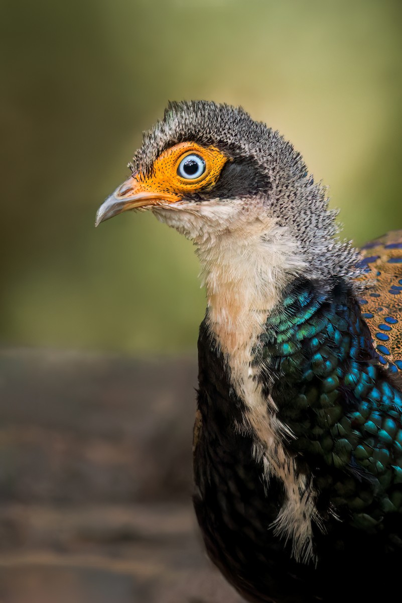 Bornean Peacock-Pheasant - ML613168426