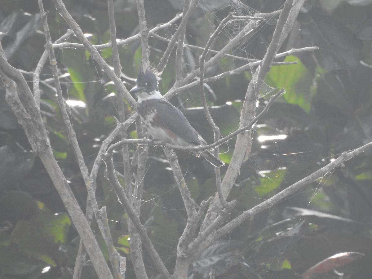 Belted Kingfisher - ML613168516