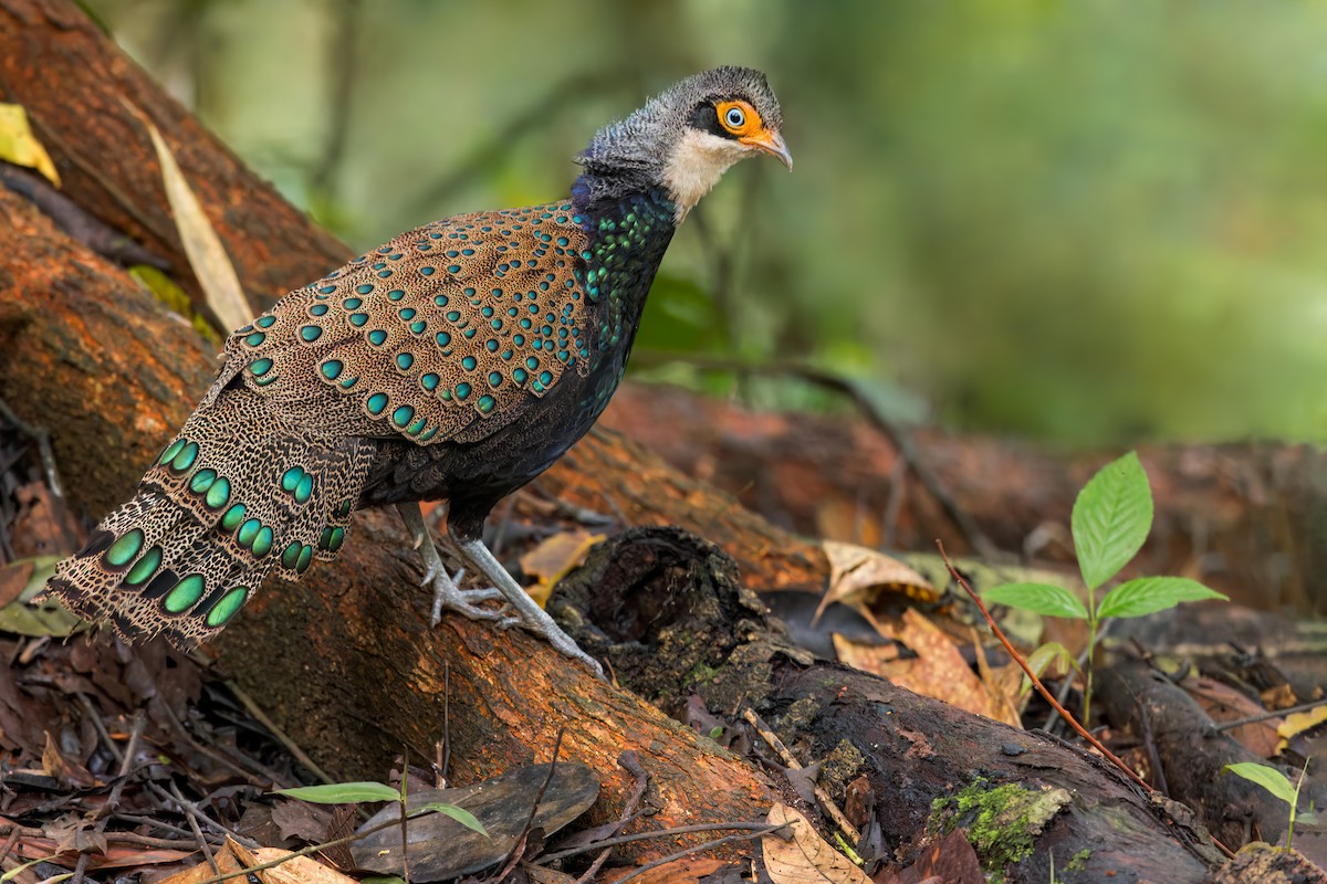Bornean Peacock-Pheasant - Dubi Shapiro