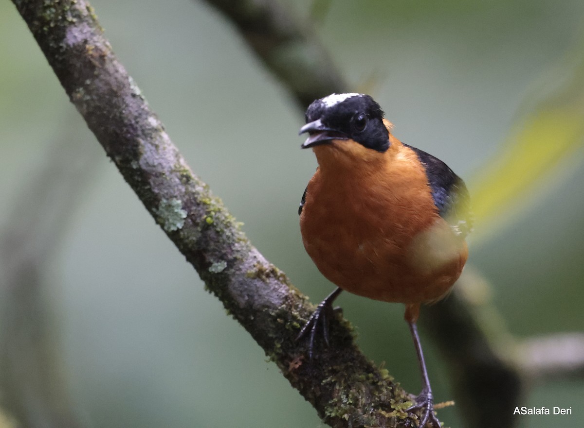 Snowy-crowned Robin-Chat - ML613168735