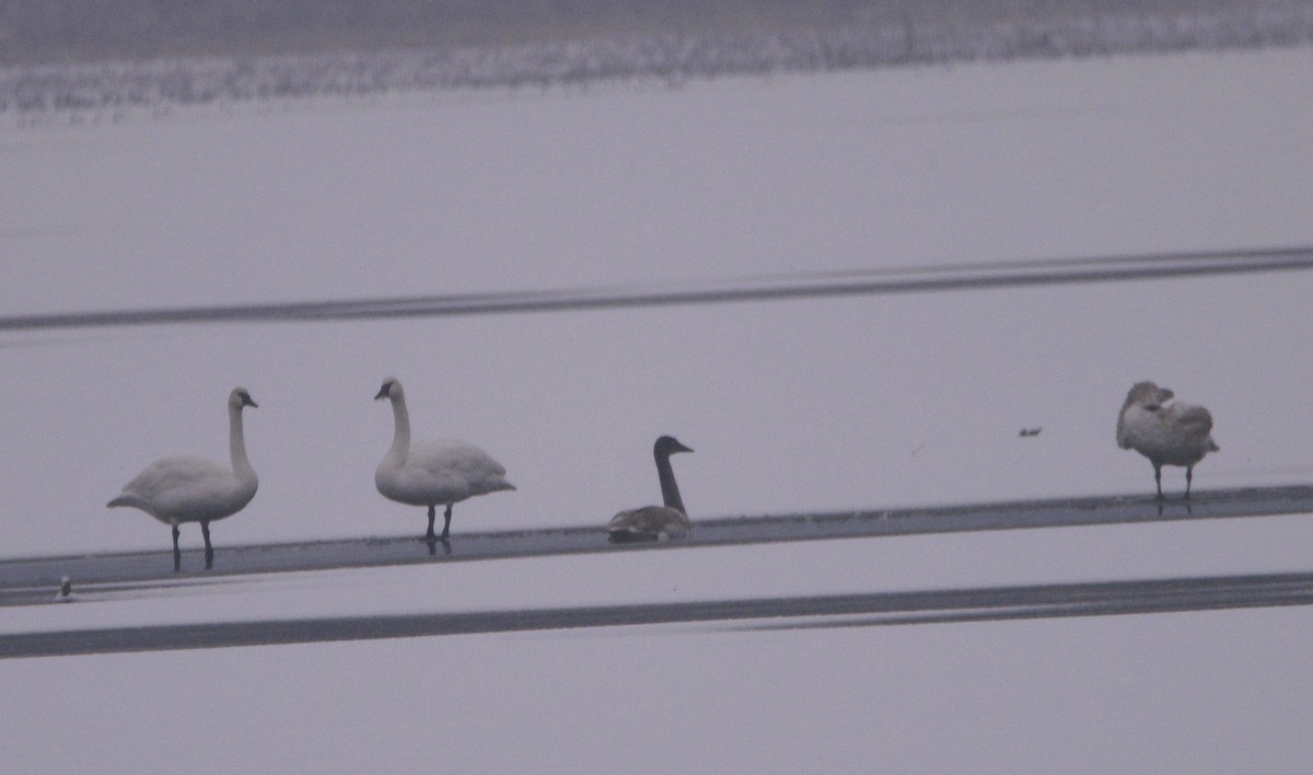 EBird Checklist 6 Jan 2024 Beaver Dam Lake Waukesha Co 3 Species   1200