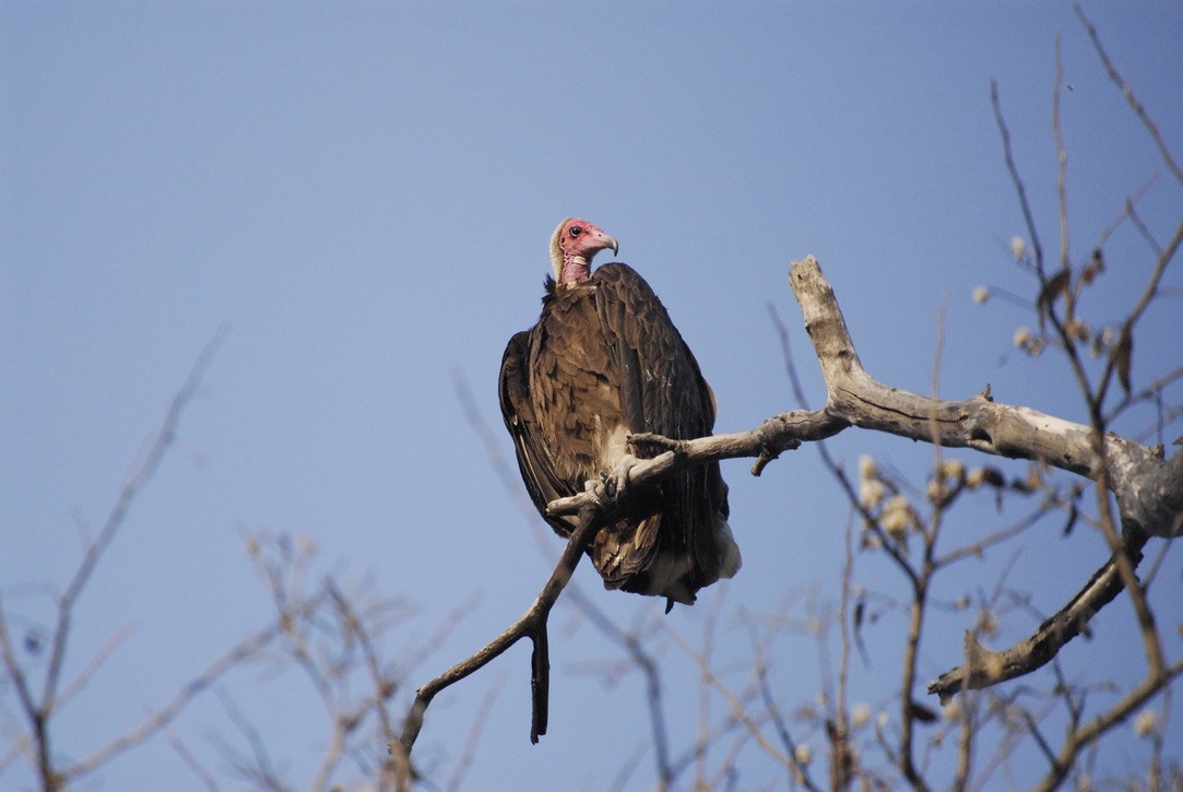 Hooded Vulture - ML613169004