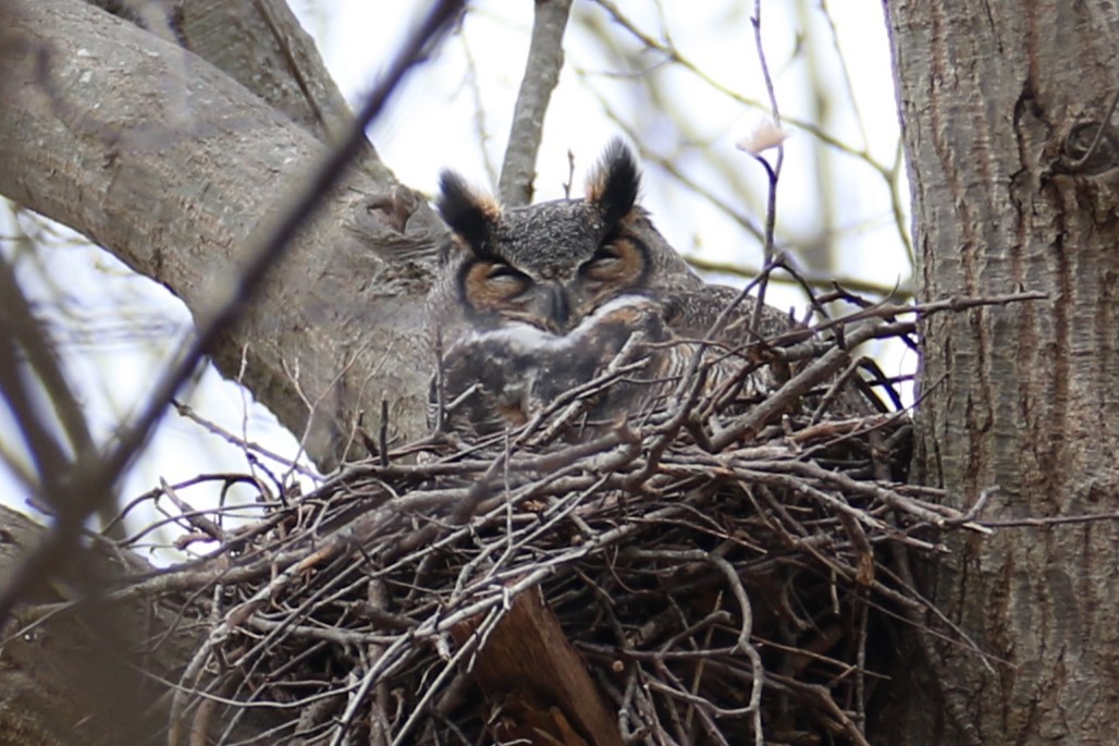 Great Horned Owl - ML613169062