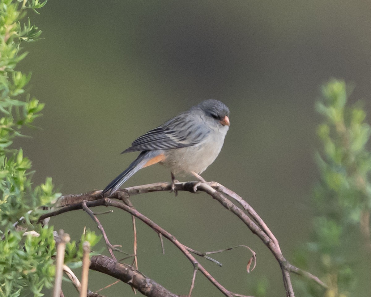 Plain-colored Seedeater - Anthony Kaduck