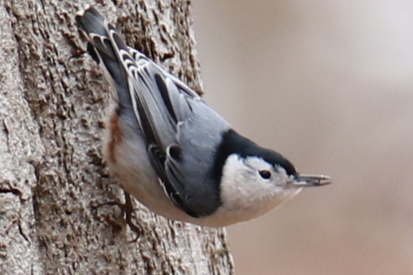 White-breasted Nuthatch - ML613169092