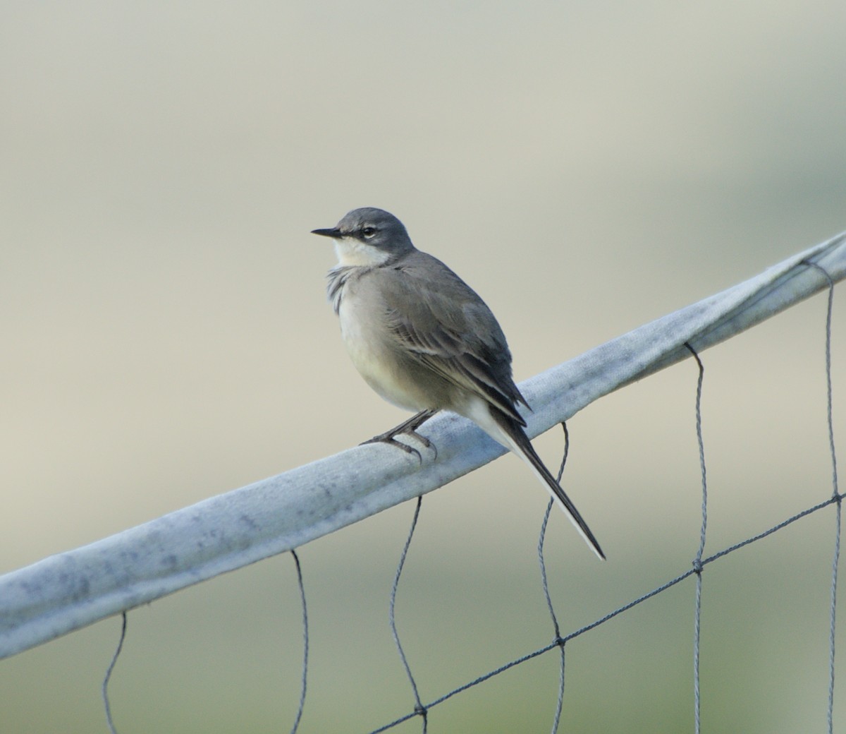 Cape Wagtail - ML613169261