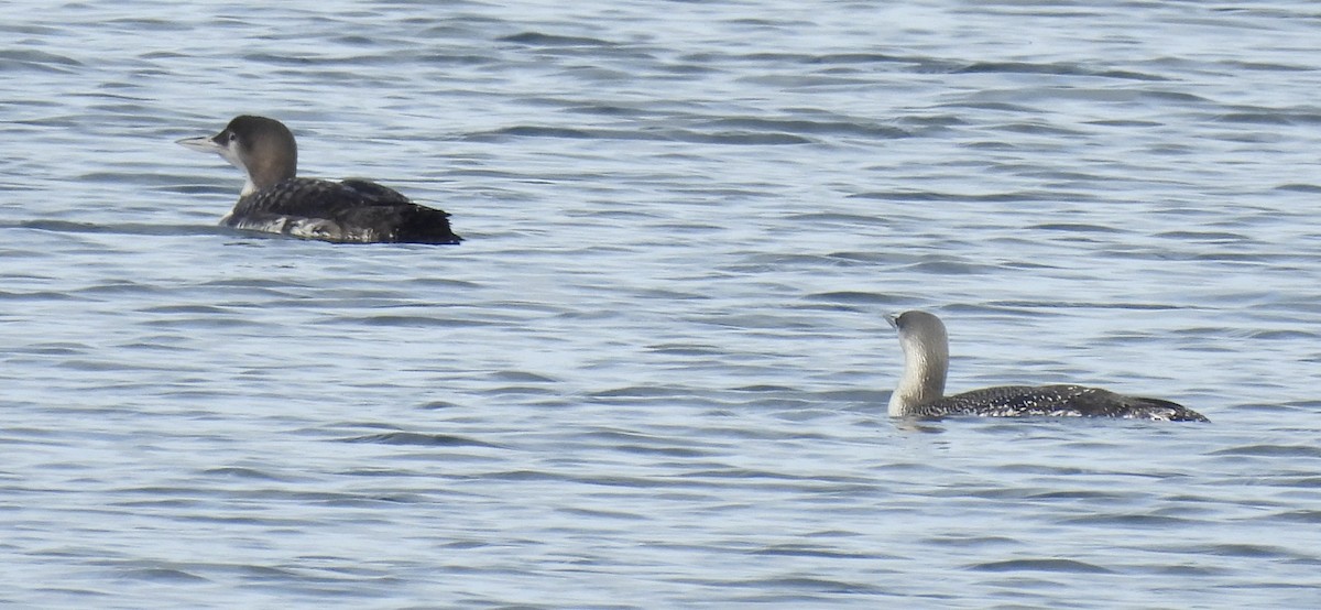 Red-throated Loon - ML613169266